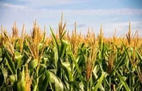 <a href='https://www.sdsygh.com/'>肥料生产厂家</a>视频:为您提供高质量肥料生产过程的实时监控