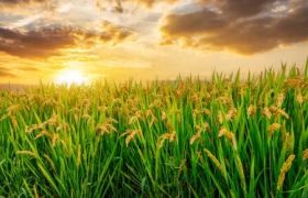 <a href='https://www.sdsygh.com/'>肥料生产厂家</a>：致力于绿色农业的发展