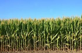 云南养根生根肥分类: 探讨肥料对植物生长的影响