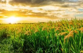 <a href='https://www.sdsygh.com/'>肥料生产厂家</a>：助力绿色农业发展