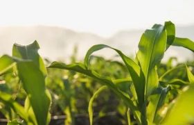 海南<a href='https://www.sdsygh.com/'>冲施肥</a>百科：提高农作物产量的有效途径