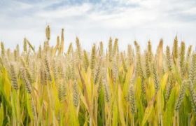 辽宁<a href='https://www.sdsygh.com/'>肥料生产厂家</a>科普：肥料选择与使用技巧