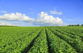 陕西<a href='https://www.sdsygh.com/'>肥料生产厂家</a>：致力于绿色农业生产