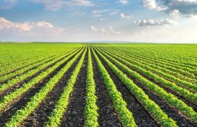新疆养根生根肥批发价格：关于价格、供应商、分销商等信息