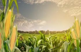 辽宁世源光合<a href='https://www.sdsygh.com/'>肥料生产厂家</a>：致力于绿色农业的发展