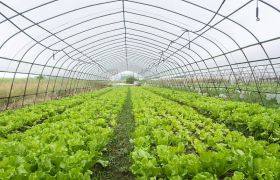 福建<a href='https://www.sdsygh.com/'>肥料生产厂家</a>：助力农业生产的发展