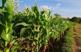 辽宁盆栽肥料视频：提升养殖效果的秘密