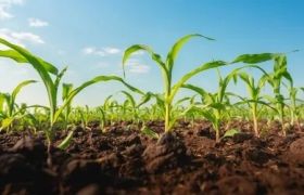 天津<a href='https://www.sdsygh.com/'>肥料生产厂家</a>区别：探讨厂家实力与产品质量的关系