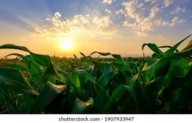 广东<a href='https://www.sdsygh.com/'>肥料生产厂家</a>盘点：探索绿色农业生产的关键力量
