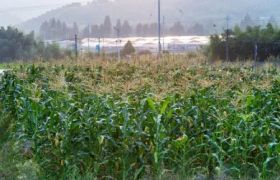 河南壳寡糖施用方法探究：助力农业可持续发展
