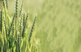 上海用世源光合肥料解决作物低产