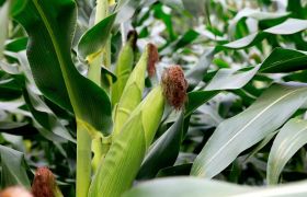广西盆栽肥料是什么