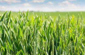 天津养根生根肥：绿色农业的创新发展