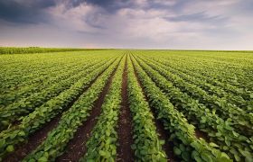 福建<a href='https://www.sdsygh.com/'>肥料生产厂家</a>：探讨市场现状与发展趋势
