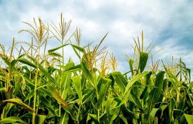 海南使用世源光合肥料提高作物产量