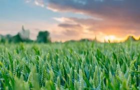 新疆转色催红肥分类：促进农业绿色发展的新举措