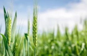 宁夏转色催红肥视频：探索科技农业新趋势