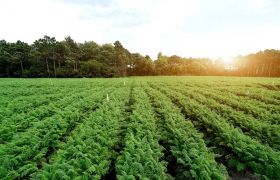 贵州<a href='https://www.sdsygh.com/'>有机膨果肥</a>效果及对作物生长的影响