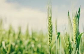 浙江<a href='https://www.sdsygh.com/'>肥料生产厂家</a>科普：如何选择合适的肥料？