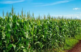 贵州用世源光合肥料有效解决重茬病问题