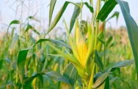 河南<a href='https://www.sdsygh.com/'>肥料生产厂家</a>效果分析与研究