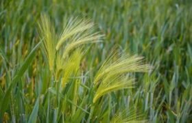 新疆养根生根肥世源光合品牌探讨与应用