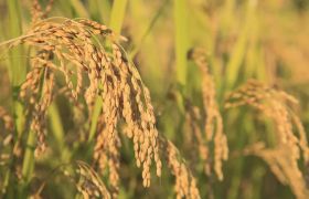 黑龙江转色催红肥批发价格应用与农业发展的探讨