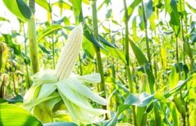 盆栽肥料分类