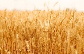 四川<a href='https://www.sdsygh.com/'>肥料生产厂家</a>区别：探讨厂家实力与产品质量的关系