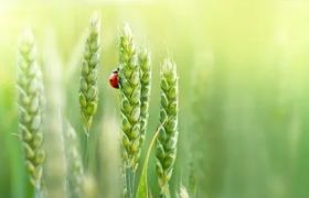 福建<a href='https://www.sdsygh.com/'>肥料生产厂家</a>区别：探讨福建肥料市场现状与发展趋势
