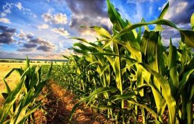 <a href='https://www.sdsygh.com/'>肥料生产厂家</a>：致力于绿色农业的发展
