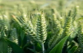 广西<a href='https://www.sdsygh.com/'>肥料生产厂家</a>效果分析与对策研究