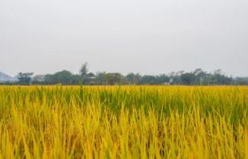 安徽<a href='https://www.sdsygh.com/'>肥料生产厂家</a>：助力农业可持续发展