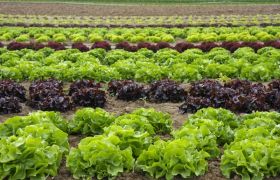四川转色催红肥批发价格与农业发展息息相关的文章