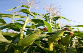 贵州花肥世源光合品牌 - 提升花卉栽培质量的首选