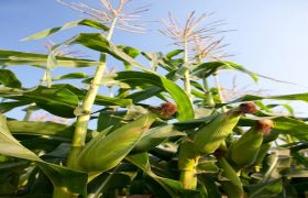 养根生根肥：植物生长的必备之物