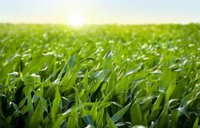 利用世源光合肥料解决作物低产的创新方法