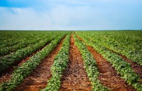 安徽转色催红肥世源光合品牌：为农业带来新希望
