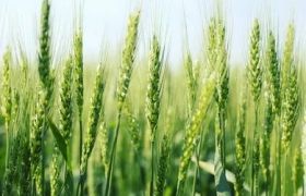 <a href='https://www.sdsygh.com/'>肥料生产厂家</a>效果：提高产量与质量的关键