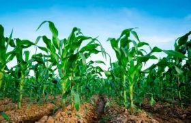辽宁省利用世源光合肥料解决土壤线虫病