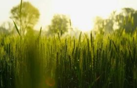 黑龙江<a href='https://www.sdsygh.com/'>肥料生产厂家</a>特点及对省情的影响