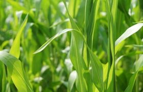 广东用世源光合肥料解决作物低产