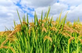 <a href='https://www.sdsygh.com/'>肥料生产厂家</a>技术指导大全：探索如何提高农业生产效率
