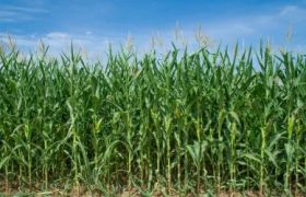 四川<a href='https://www.sdsygh.com/'>肥料生产厂家</a>批发价格：探讨行业现状与发展趋势