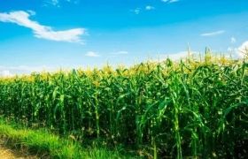 湖南用世源光合肥料解决作物低产