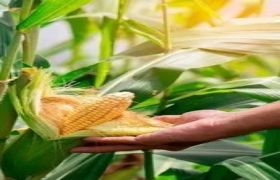 安徽养根生根肥视频:植物生长神奇剂