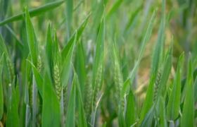 重庆<a href='https://www.sdsygh.com/'>肥料生产厂家</a>科普：了解肥料生产过程中的关键环节