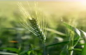 <a href='https://www.sdsygh.com/'>肥料生产厂家</a>特点：探讨江苏肥料生产的现状与发展