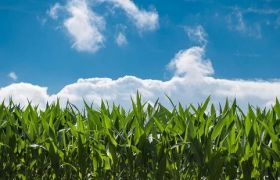 贵州养根生根肥特点及应用