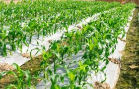 重庆盆栽肥料效果的研究与应用
